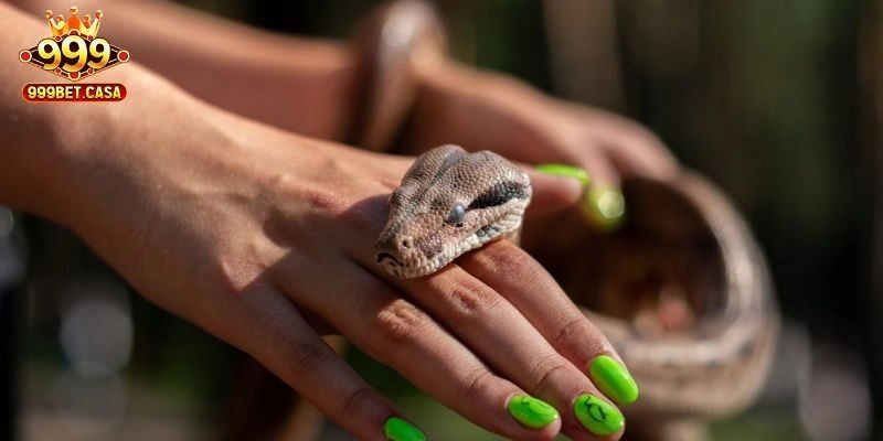 Mơ Thấy Rắn Cắn – 999bet Giải Mã Điềm Báo Và Lô Tương Ứng
